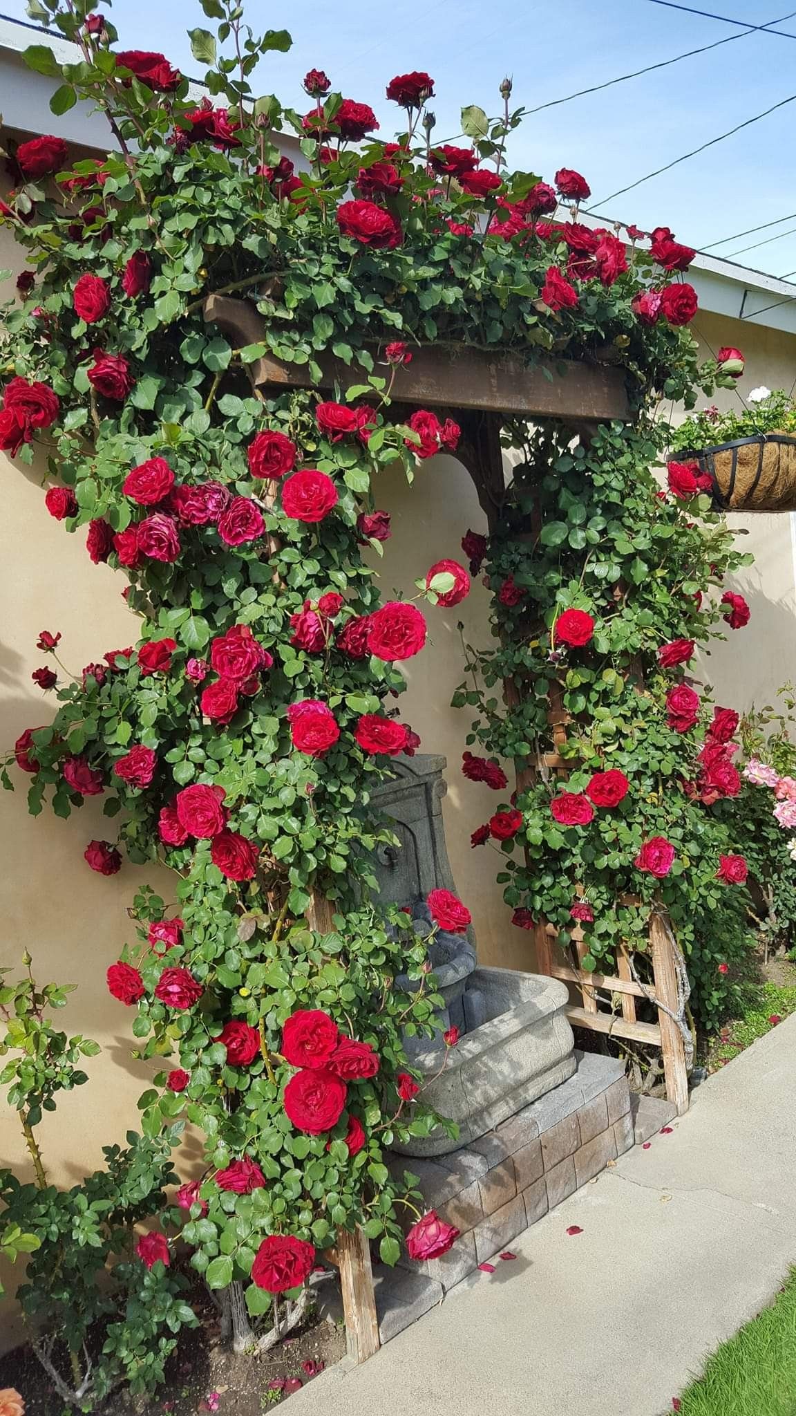 Elegant Climbing Rose Flower Seeds