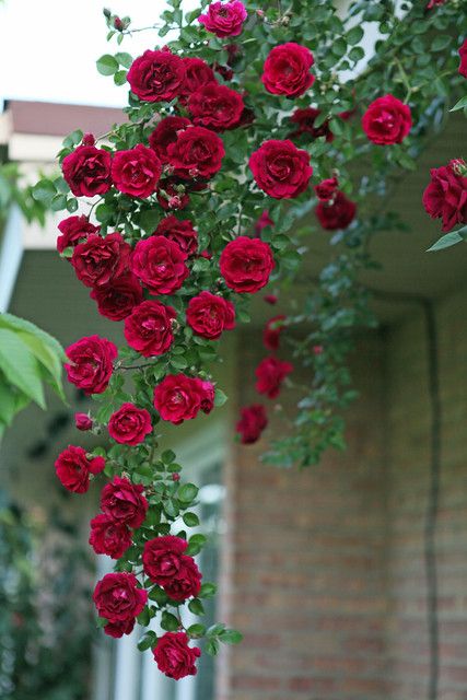 Elegant Climbing Rose Flower Seeds